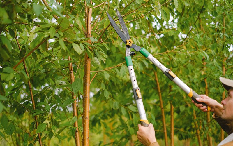 Tree trimming in Arcola, MO
